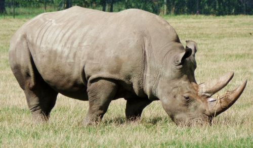 Rhino, Safario Parkas, Denmark, Gyvūnas, Knuth Borg, Afrika, Safari