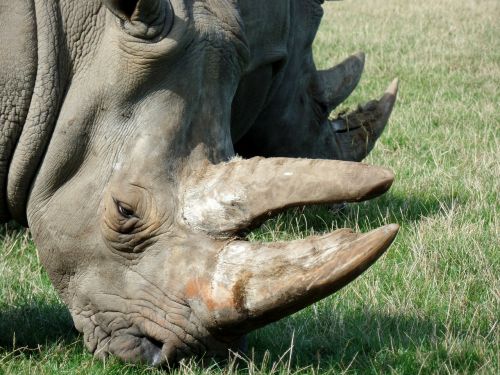 Rhino, Parkas, Knuth Borg, Safario Parkas, Uždaryti, Afrika, Safari