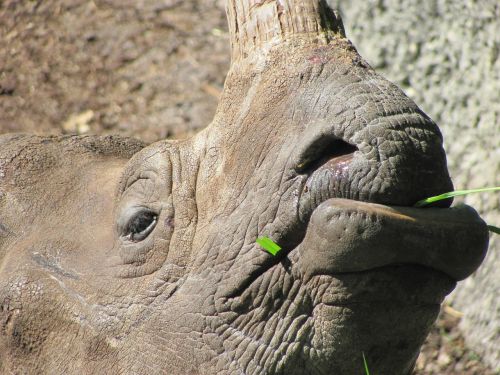 Rhino, Valgyti, Žolė, Dideli Penki, Safari, Afrika, Žinduolis, Didelis