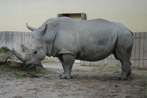 Rhino, Laukiniai, Gyvūnų Pasaulis, Didelis Žaidimas, Zoologijos Sodas