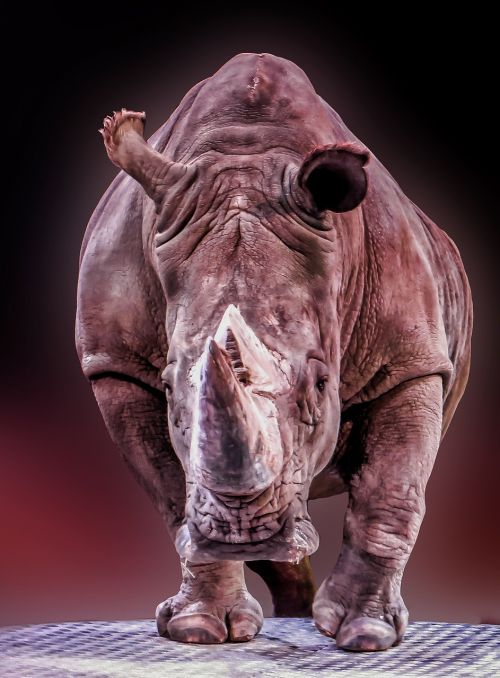 Rhino, Gyvūnas, Pachyderm, Didelis Žaidimas, Afrika