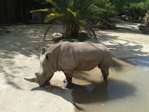 Rhino, Buin Zoologijos Sodas, Santiago