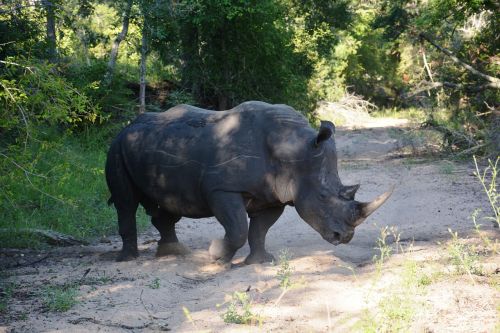 Rhino, Safari, Gyvūnai, Didelis Žaidimas, Afrika