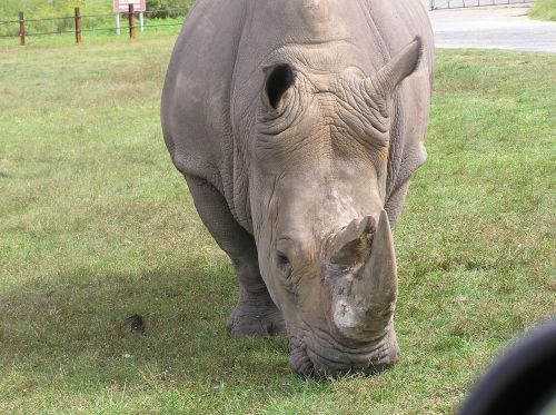 Rhino, Gyvūnas, Raganos, Iš Arti, Safari