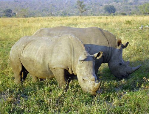 Rhino, Raganos, Perisodactyla, Pietų Afrika, Žinduolis, Dideli Penki, Safari, Laukiniai, Dykuma, Didelis Žaidimas