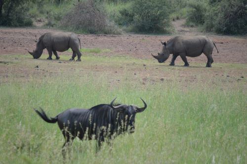 Rhino,  Wildebeest,  Safari,  Laukiniai,  Afrika,  Gamta,  Raganos,  Laukinė Gamta