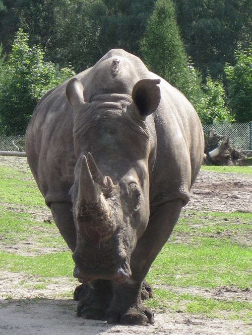 Rhino, Gyvūnas, Zoologijos Sodas