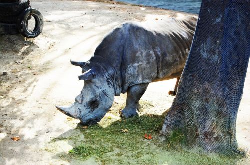 Rhino, Gyvūnas, Afrika, Safari