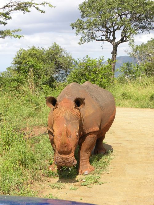 Rhino,  Safari,  Pietų Afrika,  Laukiniai Gyvūnai