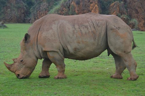 Rhino, Gyvūnai, Afrika, Safari