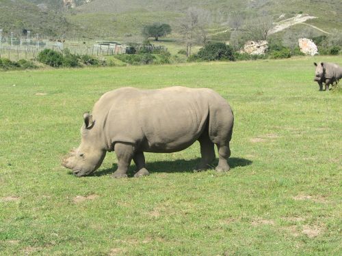 Rhino, Afrika, Safari, Gyvūnas, Zoologijos Sodas, Parkas, Afrikos