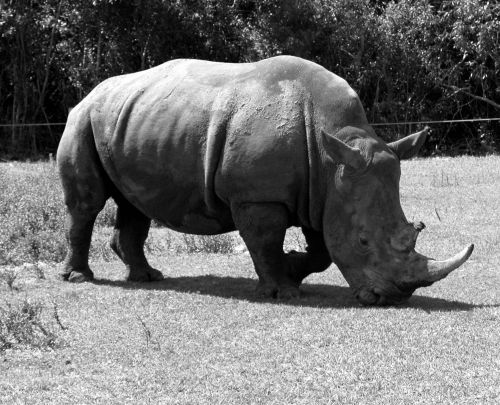 Rhino,  Afrikos,  Žinduolis,  Didelis,  Išsaugojimas,  Stiprus,  Nykstančių & Nbsp,  Rūšių,  Raganos,  Laukiniai,  Ragas,  Safari,  Pilka,  Žolėdis,  Laukinė Gamta,  Raganos