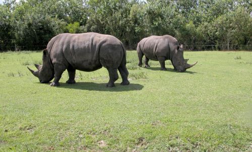 Rhino,  Afrikos,  Žinduolis,  Didelis,  Išsaugojimas,  Stiprus,  Nykstančių & Nbsp,  Rūšių,  Raganos,  Laukiniai,  Ragas,  Safari,  Pilka,  Žolėdis,  Laukinė Gamta,  Rhinos