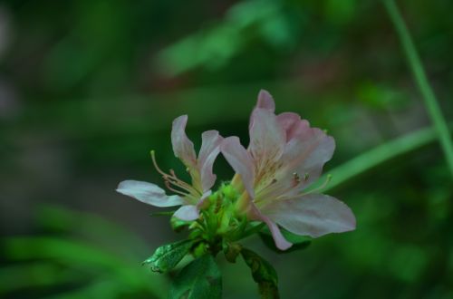 Rododendras,  Gėlė,  Flora,  Botanika,  Žydi,  Gamta,  Sodas,  Pavasaris,  Žiedlapiai,  Rododendras