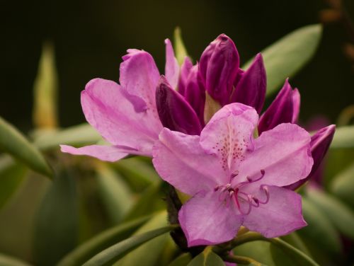 Rododendras, Rhododendron Cosima, Žalia Virškėlis, Gėlės, Pavasaris, Budas, Rožinis, Violetinė
