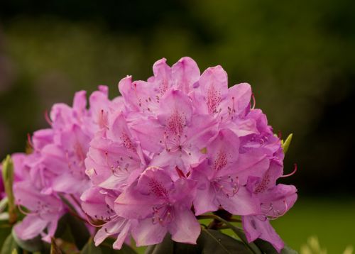 Rododendras, Rhododendron Cosima, Žalia Virškėlis, Gėlės, Pavasaris, Rožinis, Violetinė