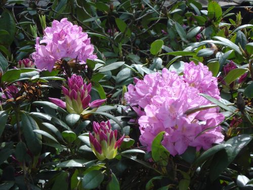 Rododendras, Žiedas, Žydėti, Violetinė