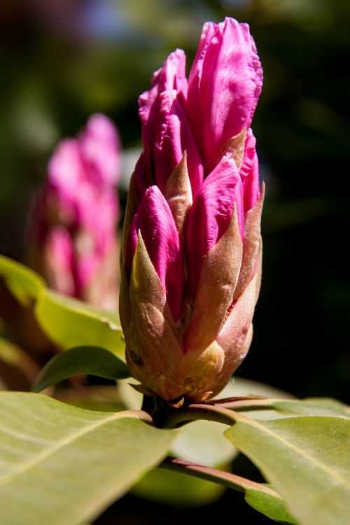 Rododendras, Ericaceae, Budas, Blaze, Rožinis, Žalias