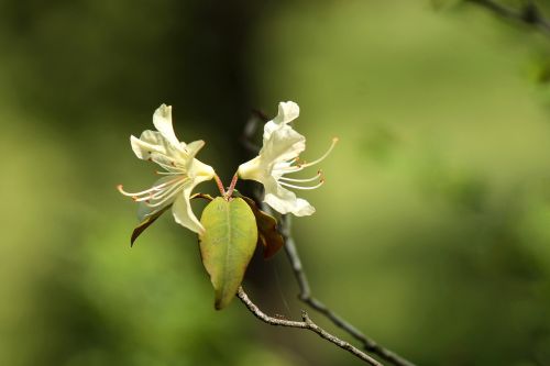 Rododendras, Gėlė, Balta Gėlė, Botanikos Sodas, Sodas, Flora, Arboretum