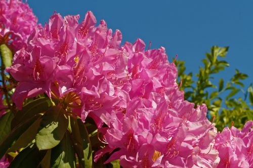 Rododendras, Krūmas, Gėlės, Rožinis, Sodas, Ericaceae