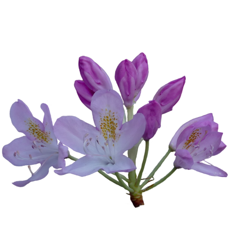 Rododendras, Rhododendron Flower, Sodas, Vasara