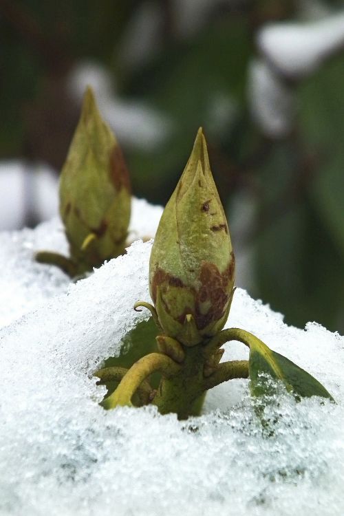 Rododendras, Budas, Augalas, Ledas, Sniegas