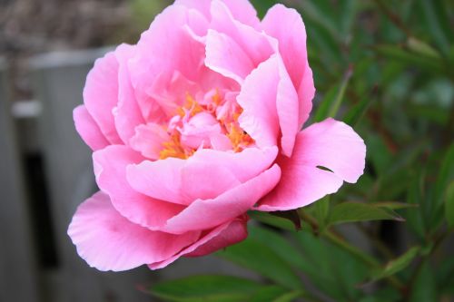 Rododendras, Rožinis, Gėlė