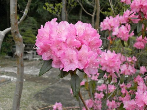 Rododendras, Rododendrai, Ericaceae, Pavasario Gėlės, Rožinis, Rožinė Gėlė, Geliu Lova