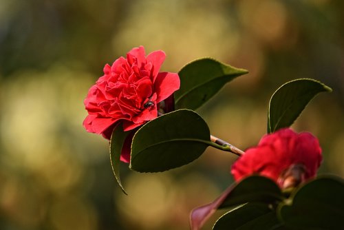 Rhododendron,  Gėlė,  Krūmas,  Žydi,  Spyruoklė Laikas,  Žiedlapis,  Lapai,  Lapų,  Skristi,  Sodas