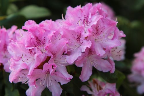 Rhododendron,  Rhododendron Rožinė,  Rožinė Gėlė,  Pavasaris