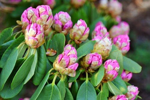 Rhododendron,  Rhododendron Pumpurai,  Rožinė Rhododendron,  Bud,  Žiedas,  Žydi,  Pavasaris,  Krūmas,  Žydėjimo Krūmas,  Sodas,  Pobūdį,  Žydėjimas