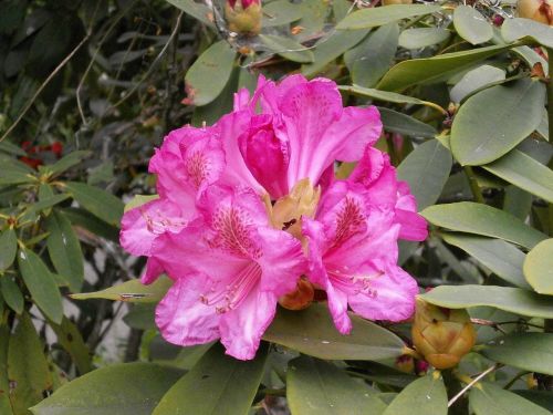 Rododendras, Rododendrai, Ericaceae, Pavasario Gėlės, Rožinis, Rožinė Gėlė