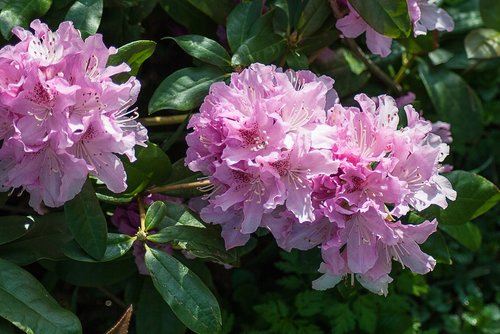 Rhododendron,  Rožinis,  Sodas,  Augalų,  Žydėjimo,  Pobūdį,  Žiedlapis,  Pavasaris