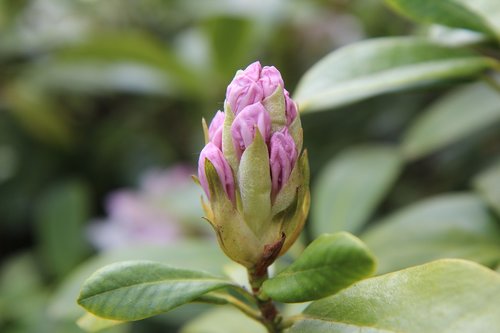 Rhododendron,  Mygtuką Rhododendron,  Rhododendron Rožinė,  Gėlių Pumpurų,  Žydėjimas