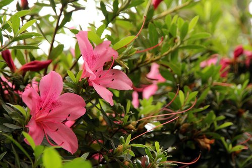 Rhododendron,  Pobūdį,  Augalų,  Gėlė,  Sodas,  Rausvos Gėlės,  Krūmas,  Gražu,  Pavasaris