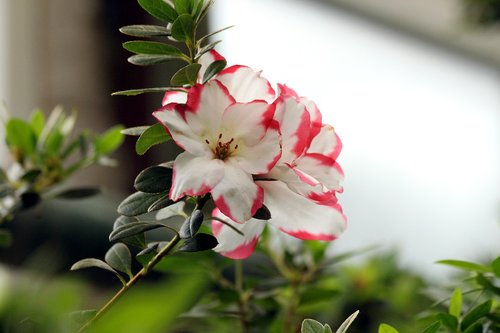 Rhododendron,  Gėlė,  Pobūdį,  Augalų,  Sodas,  Lapas,  Pavasaris,  Žydi,  Gyvūnija,  Šviesus,  Spalvinga,  Balta-Raudonos Gėlės,  Dekoratyvinis,  Krūmas