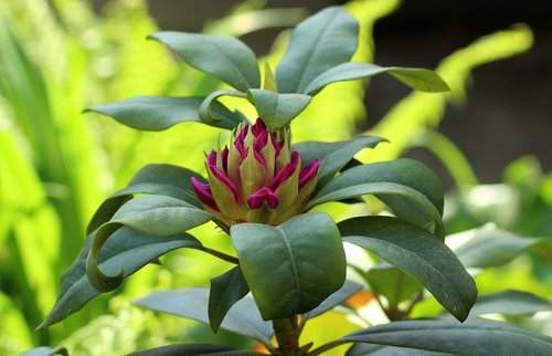 Rhododendron,  Bud,  Gėlė,  Padidinti,  Pobūdį,  Lapų,  Augalas