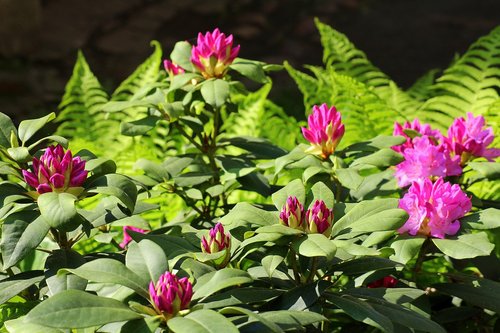 Rhododendron,  Padidinti,  Pobūdį,  Gėlė,  Augalų,  Pavasaris,  Sodas