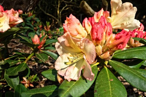 Rhododendron,  Gėlė,  Krūmas,  Žydi,  Gegužė,  Birželis,  Žiedlapis,  Kuokelis,  Lapai
