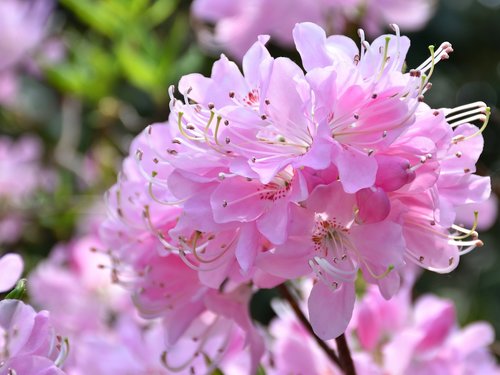 Rhododendron,  Gėlė,  Augalų,  Pobūdį,  Vainiklapis