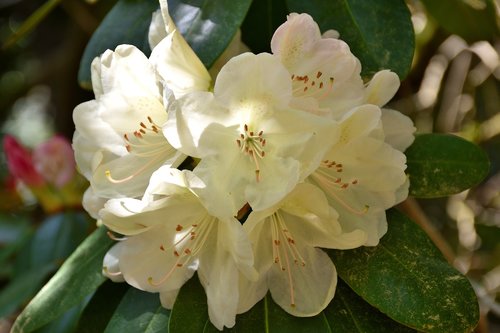 Rhododendron,  Gėlė,  Augalų,  Pobūdį,  Lapas