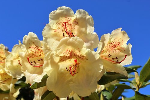Rhododendron,  Geltona,  Gėlė,  Augalų,  Pobūdį,  Sodas,  Gėlių,  Gėlės,  Spalva,  Žiedlapis,  Dangus,  Filialas,  Šviesus,  Gyvenamasis,  Šviežias
