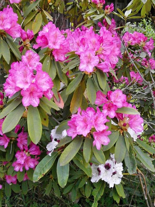 Rododendras, Rododendrai, Ericaceae, Pavasario Gėlės, Rožinis, Rožinė Gėlė