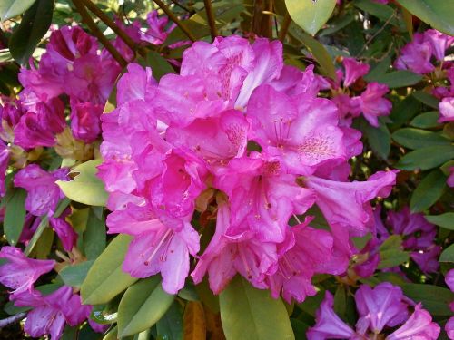 Rododendras, Rododendrai, Ericaceae, Pavasario Gėlės, Rožinė Gėlė