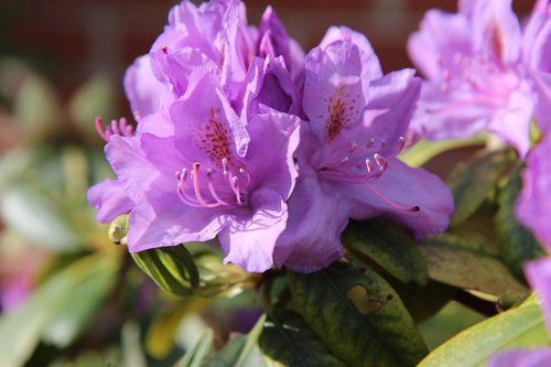 Rhododendron,  Rhododendron Rožinė,  Žydėjimas