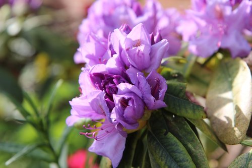 Rhododendron,  Rhododendron Rožinė,  Žydėjimo,  Kuokelių,  Pumpuras
