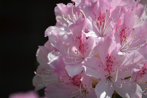Rhododendron,  Rožinis,  Šviesus,  Pavasaris