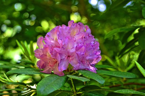 Rhododendron,  Gėlė,  Krūmas,  Žydi,  Pavasaris,  Gegužė,  Birželis,  Pobūdį,  Sodas