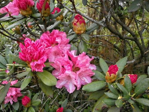 Rododendras, Rododendrai, Ericaceae, Pavasario Gėlės, Rožinė Gėlė