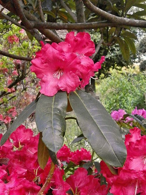Rododendras, Rododendrai, Ericaceae, Pavasario Gėlės, Raudonos Gėlės